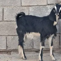 بزماده|حیوانات مزرعه|بندر ماهشهر, |دیوار