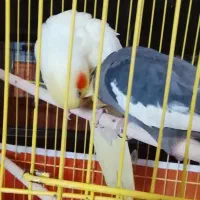 یک‌جفت‌عروس‌هلندی‌