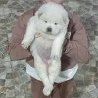سگ.توله چاچاو