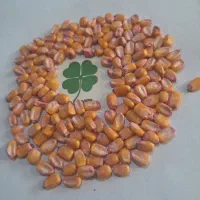 بذر ذرت ۷۰۳ توسعه ذرت