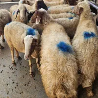 ۲۰راس میش سنجابی لری کردی ابستن جوان