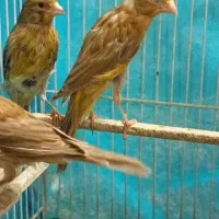 قناری جوجه دارچینی و شتری فریمان