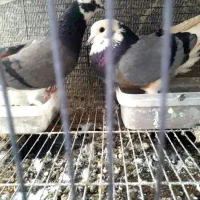 سه عدد|پرنده|اصفهان, ارزنان|دیوار