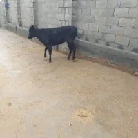 یک راس گوساله ماده باب کشتار