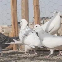 ۲ جفت پرشی ناب