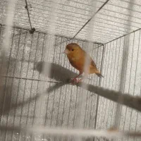 قناری ابلغ نر بخون|پرنده|مشهد, کشف|دیوار