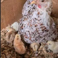 تخم نطفه دار گلین اصل