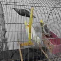 عروس هلندی لوتینو ومرغ عشق|پرنده|کهک, |دیوار