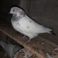 سه تا باشی سپه معاوضه دارم