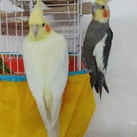 عروس هلندی