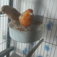 فروش یک جفت قناری دارچینی سرخ