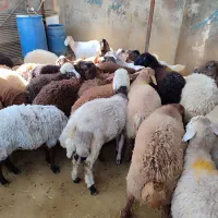 دام زنده ی مغان با بیش از چند شعبه در تهران|حیوانات مزرعه|تهران, بلوار کشاورز|دیوار