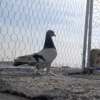 کبوتر سوسنی