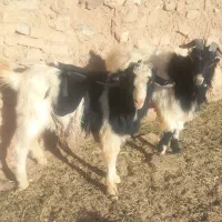 دوعددچبش چاق برای نسل کشی وقصابی