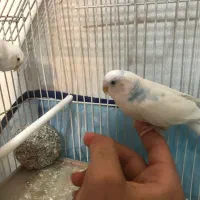 مرغ عشق معاوضه با کوتوله