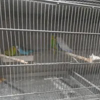 مرغ عشق نر و ماده جفت خورده