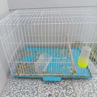 قفس پرنده