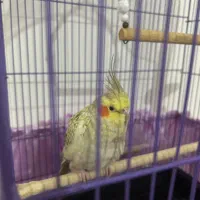 واگذاری عروس هلندی سالم