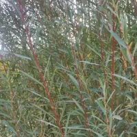 شمشک درجه یک