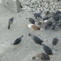 فروش جوجه بوقلمون رسمی ارکانیک