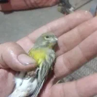 گلبسر سرقرمزو جوجه ودمگاه زرد|پرنده|هرسین, |دیوار