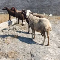 ۴راس گوسفند جوان
