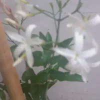 گل یاس جاسمین رونده .گلدان