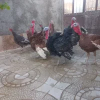 بوقلمون  محلی