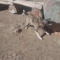 واگزاری دو عدد  توله سگ افغانی 8 ماهه