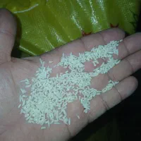 برنج لاشه هاشمی