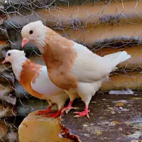 کفتر طوقی شازده|پرنده|شیراز, هفت تنان|دیوار