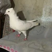 پرنده کبوتر