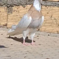کبوتر طوقی