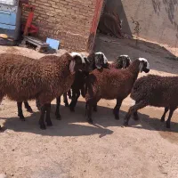 سبک و سنگین چاق گوشتی گوسفند زنده|حیوانات مزرعه|قزوین, |دیوار