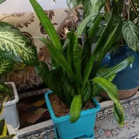 انواع گل در قیمت های خیلی مناسب|گل و گیاه طبیعی|سنندج, |دیوار