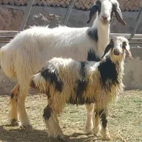 میش پلنگی
