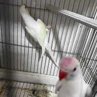 ملنگو رنگی همه رنگ راهب خورشیدی گرین|پرنده|شیراز, شهرک گلها|دیوار