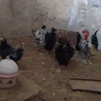 سرگرمی و فراغت حیوانات