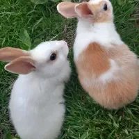 خرگوش زرنگ