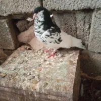 یال سیاه نر