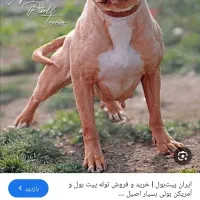 خریدار سگ. معاوضه با پرنده