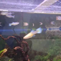 ماهی گوپی سرحال