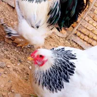 مرغ و خروس برهما|حیوانات مزرعه|خرمدشت, |دیوار