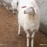 بره نروماده میش و جهت نگهداری  وقربانی
