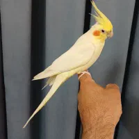 عروس هلندی نر فول دستی