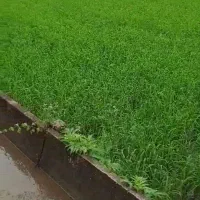 زمین کشاورزی رشت|فروش دفتر صنعتی، کشاورزی، تجاری|تولم شهر, |دیوار