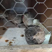 بلدرچین معمولی و مینیاتوری سه عدد کالفرنیا موجود|پرنده|رشت, علی آباد|دیوار