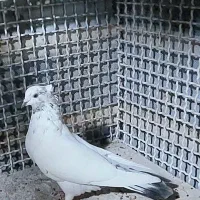 کفتر آس|پرنده|کرج, فاز ۲ مهرشهر|دیوار