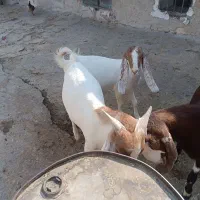 کهره نر درجه یک و جبیش ابستن|حیوانات مزرعه|جم, |دیوار