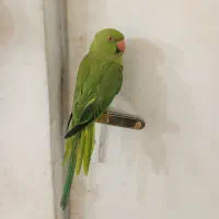 طوطی ملنگو ماده دستی و سخنگو